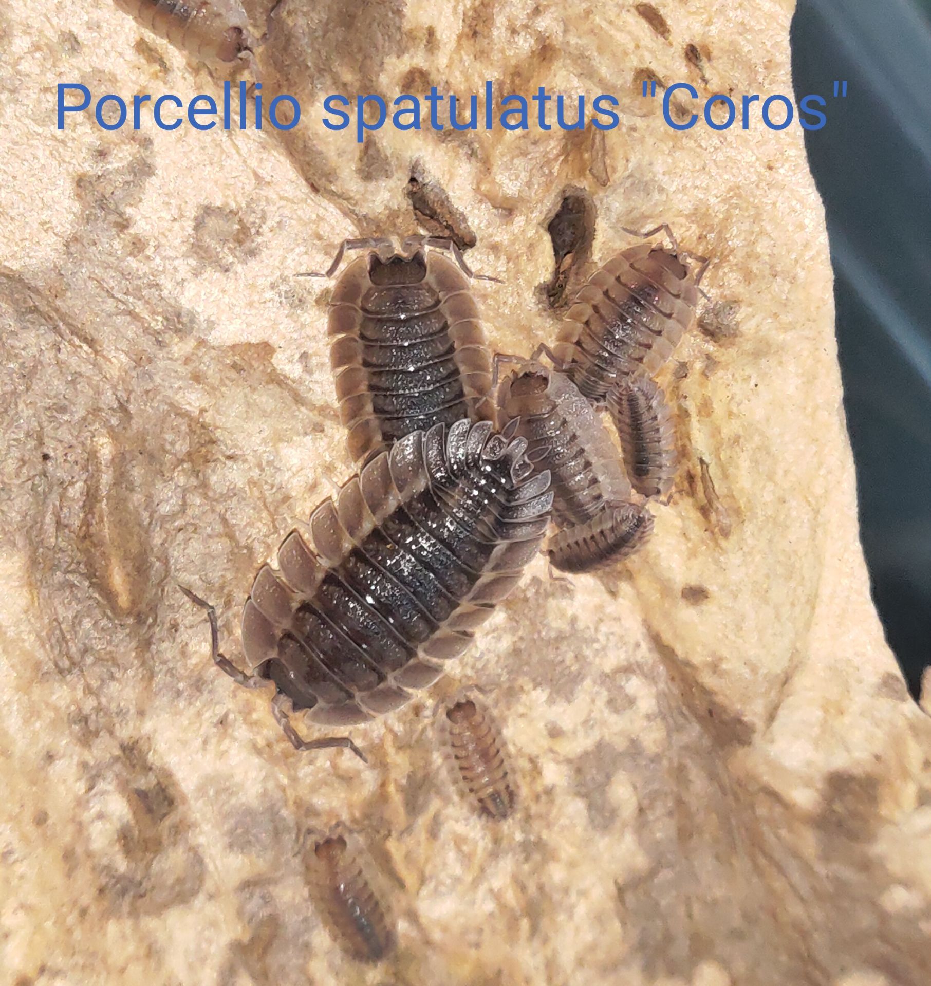 Мокриці Porcellio