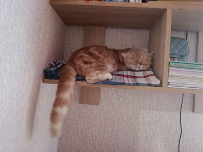 Котята екзотов і британцев