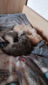 Котята екзотов і британцев