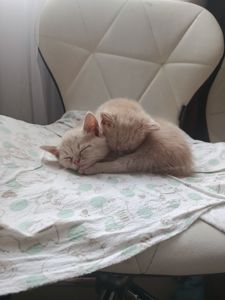 Котята екзотов і британцев