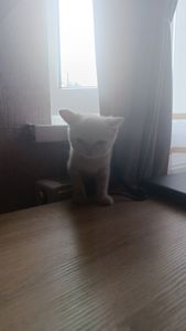 Котята екзотов і британцев