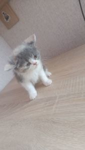 Котята екзотов і британцев