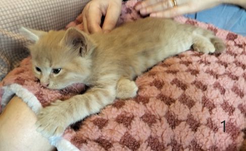 Два котика и две кошечки ищут своих друзей