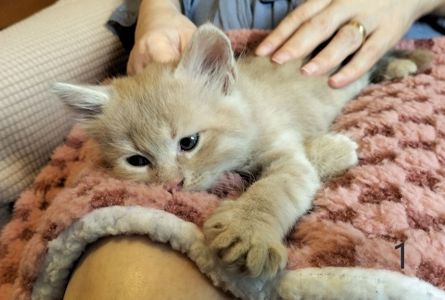 Два котика и две кошечки ищут своих друзей