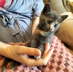 Два котика и две кошечки ищут своих друзей