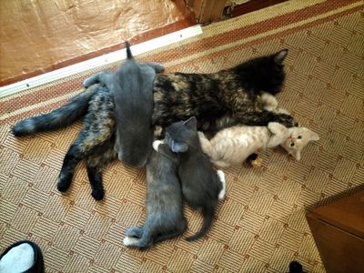 Два котика и две кошечки ищут своих друзей
