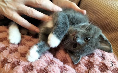 Два котика и две кошечки ищут своих друзей