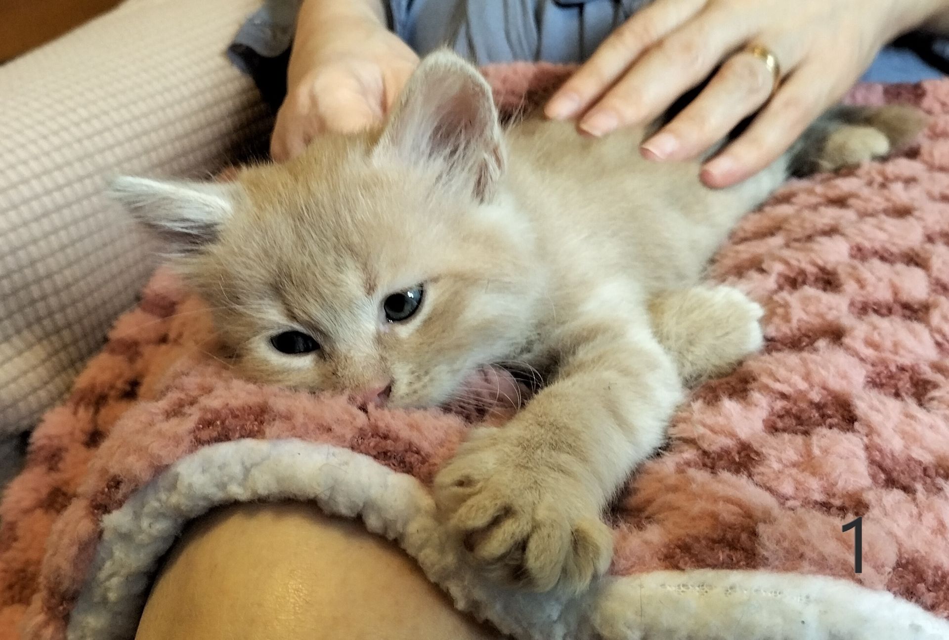 Два котика и две кошечки ищут своих друзей