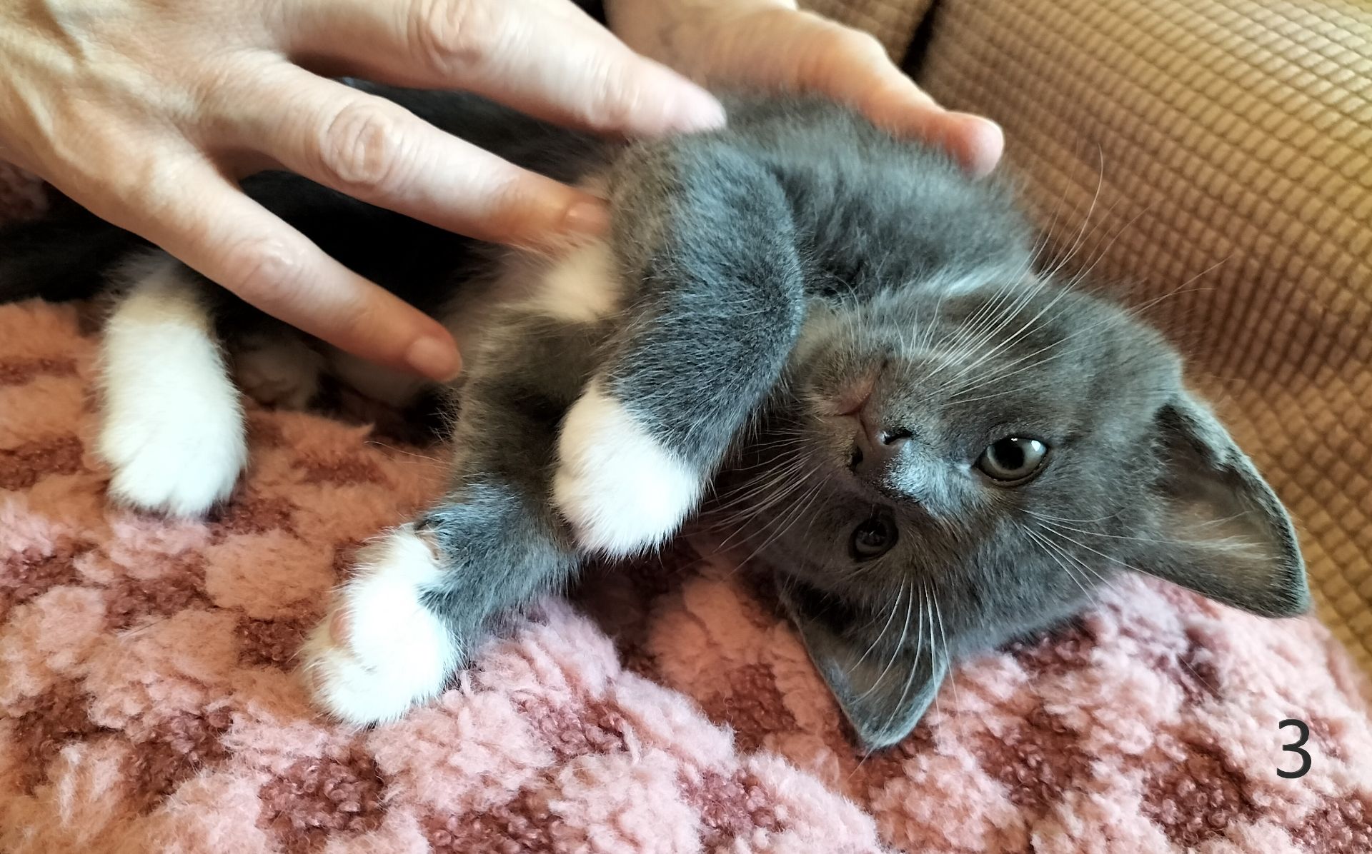 Два котика и две кошечки ищут своих друзей