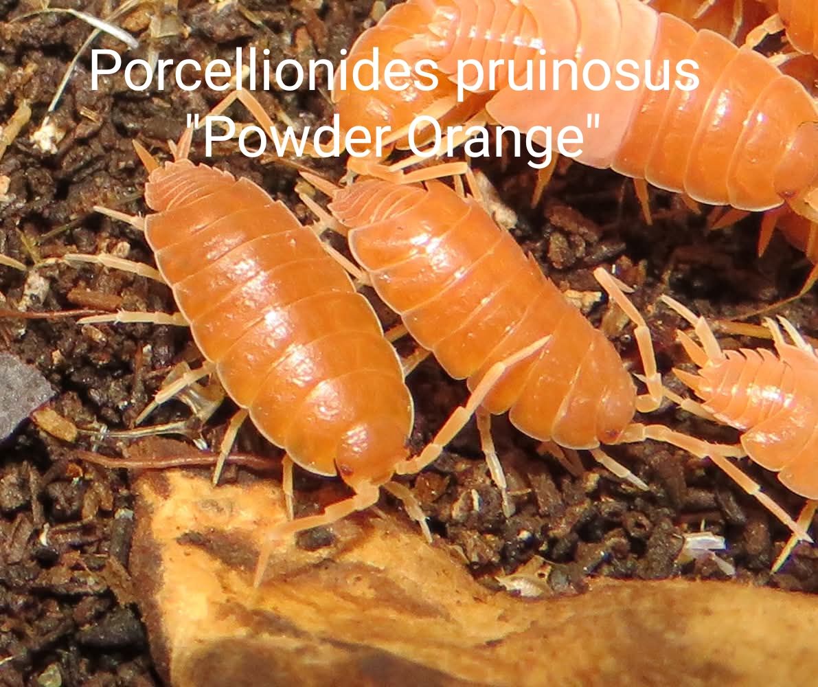 Біла тропічна мокриця, Мокриці, Porcellionides, Porcellio, Trachelipus, ізоподи різні види
