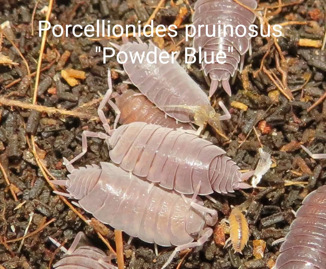 Біла тропічна мокриця, Мокриці, Porcellionides, Porcellio, Trachelipus, ізоподи різні види