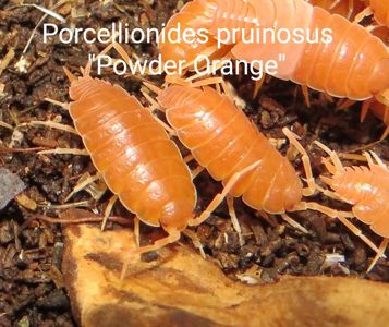 Біла тропічна мокриця, Мокриці, Porcellionides, Porcellio, Trachelipus, ізоподи різні види