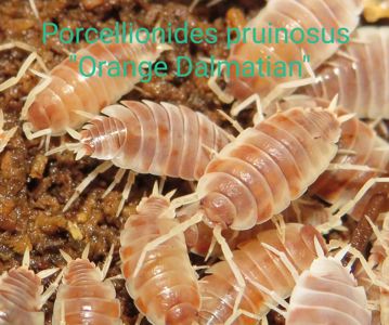 Біла тропічна мокриця, Мокриці, Porcellionides, Porcellio, Trachelipus, ізоподи різні види