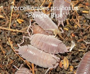 Біла тропічна мокриця, Мокриці, Porcellionides, Porcellio, Trachelipus, ізоподи різні види