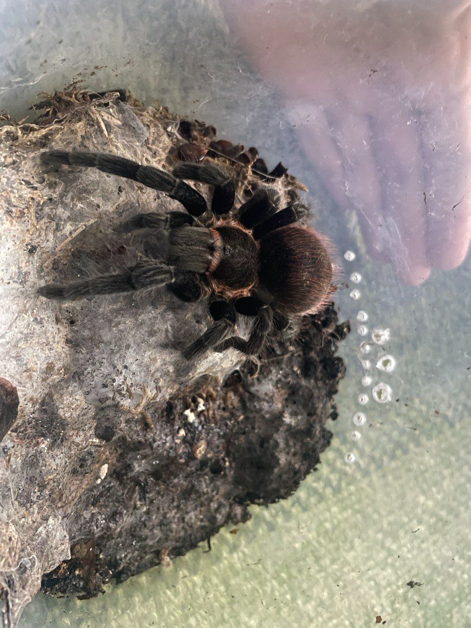 Brachypelma vagans(доросла) Павук птахоїд
