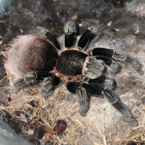 Brachypelma vagans(доросла) Павук птахоїд