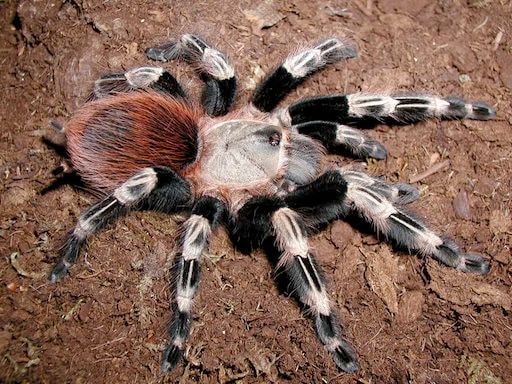Nhandu chromatus(доросла) Павук птахоїд