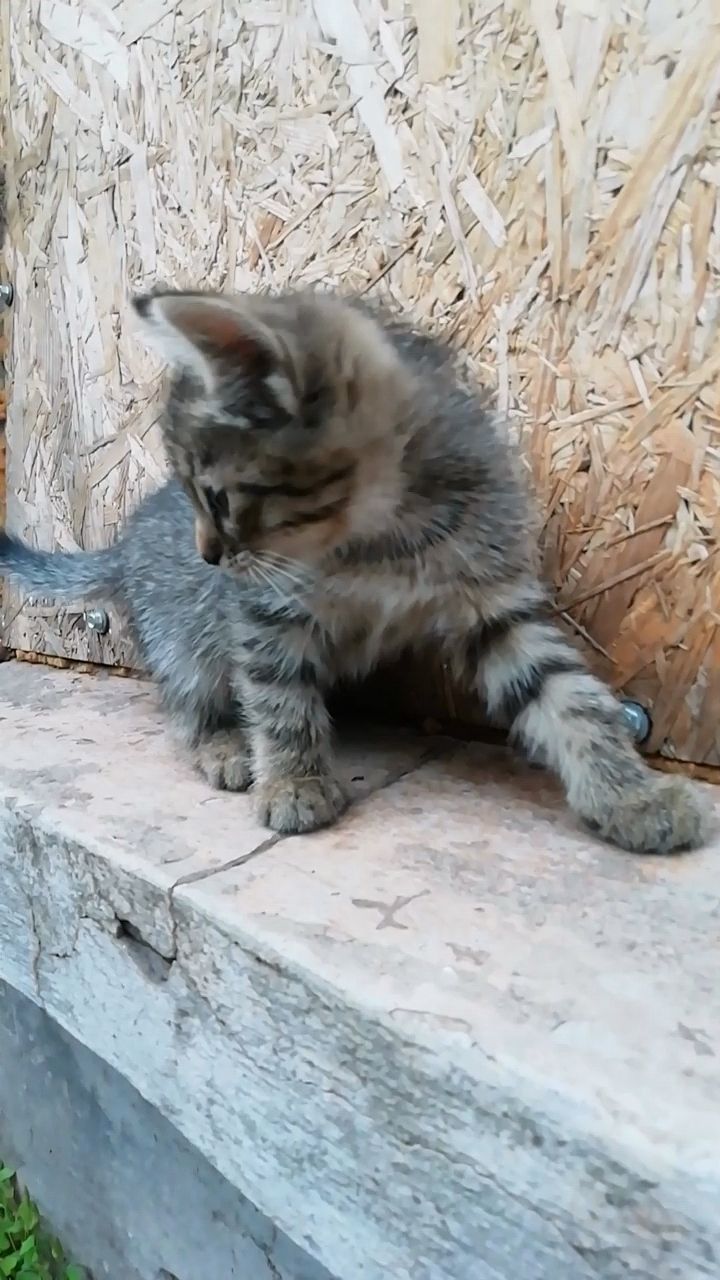 Кошеня. Сіре кошеня дуже гарне