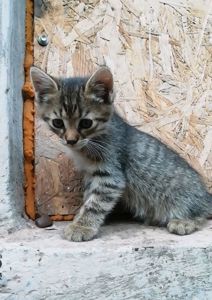 Кошеня. Сіре кошеня дуже гарне