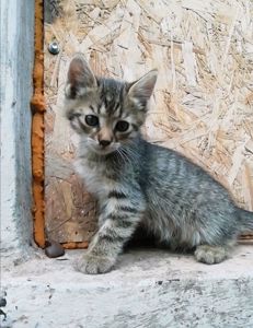 Кошеня. Сіре кошеня дуже гарне
