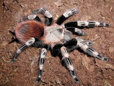 Nhandu chromatus(доросла) Павук птахоїд