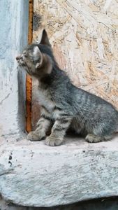 Кошеня. Сіре кошеня дуже гарне