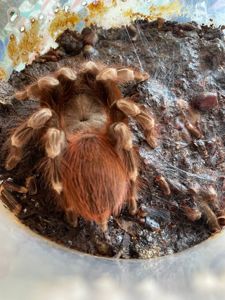 Nhandu chromatus(доросла) Павук птахоїд