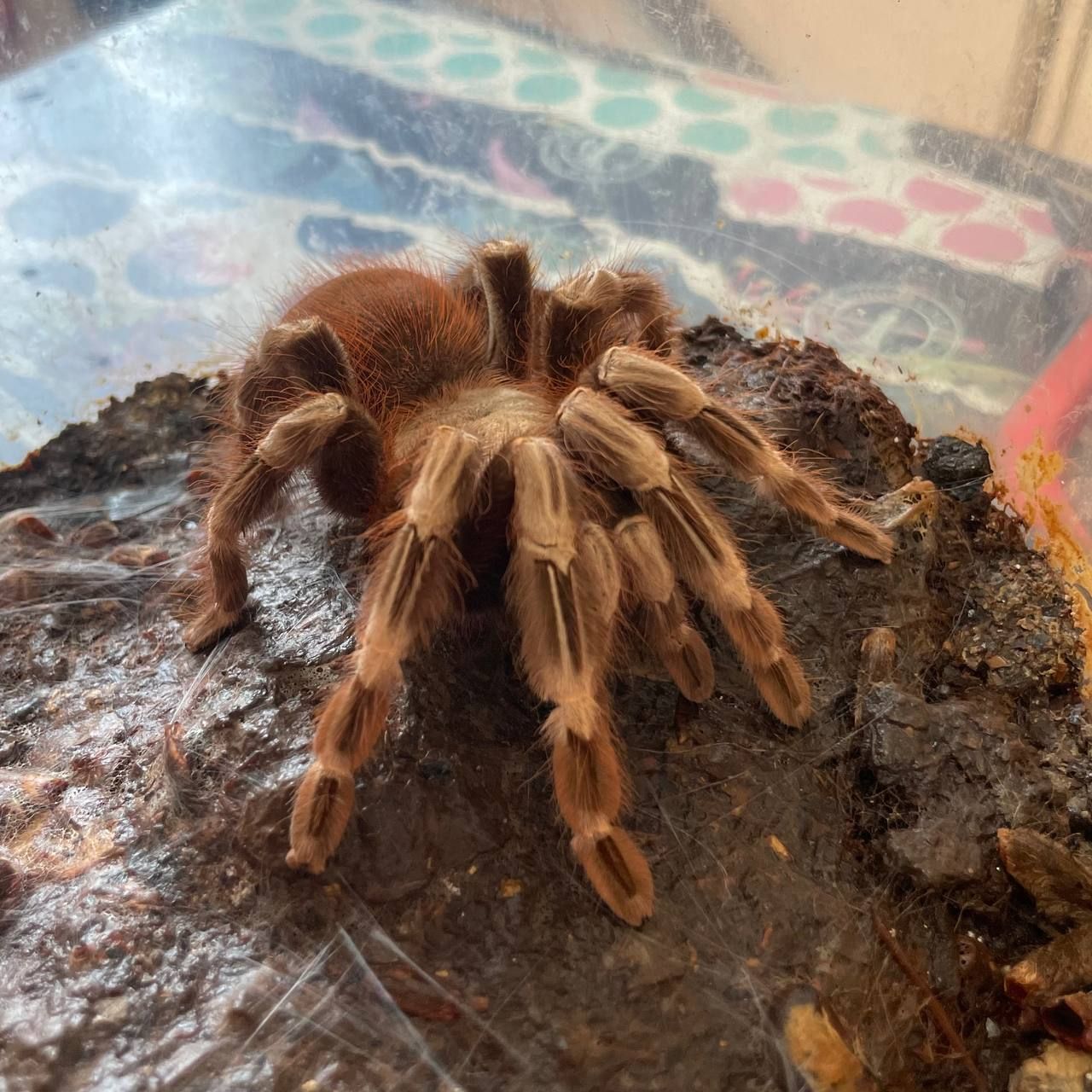 Nhandu chromatus(доросла) Павук птахоїд