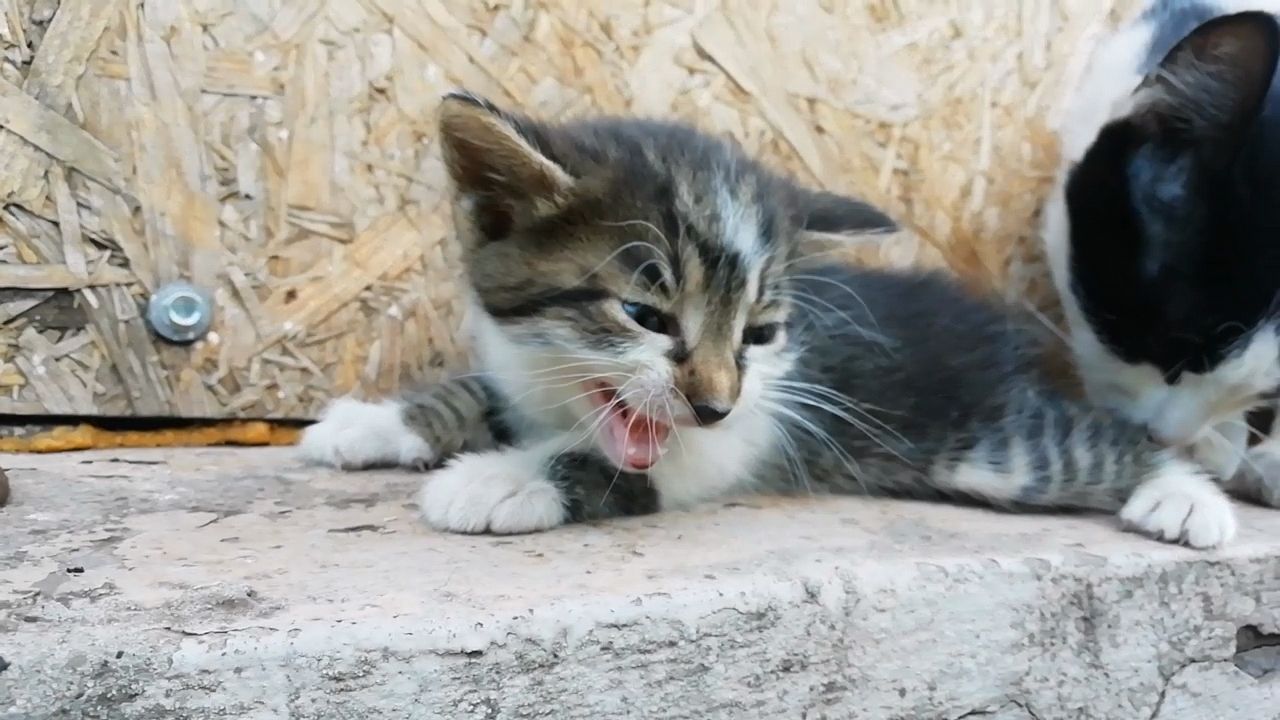 Кошенята чорно біле, сіреньке та сіреньке з білим