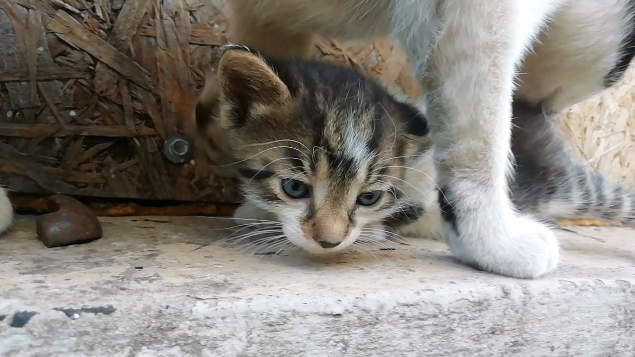 Кошеня. Сіре з білим кошеня дуже гарне