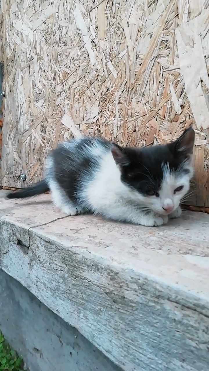 Кошенятко чорно біле