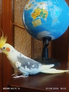 Корела з кліткою 50/70/50