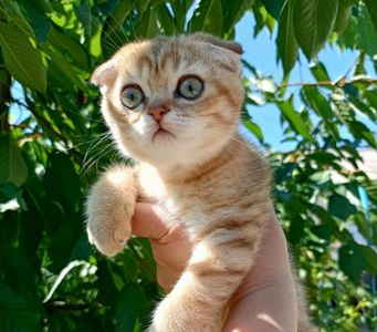 Кошеня шотландська висловуха кольору золотистої шиншили