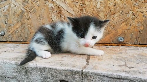 Кошенятко чорно біле