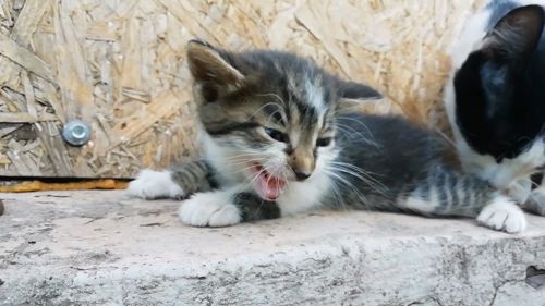 Кошеня. Сіре з білим кошеня дуже гарне