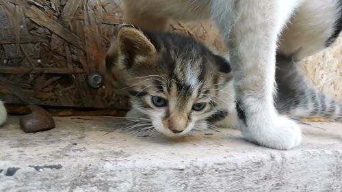 Кошеня. Сіре з білим кошеня дуже гарне