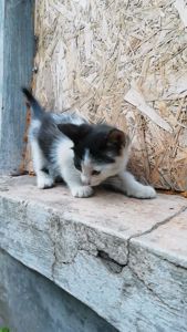 Кошенятко чорно біле