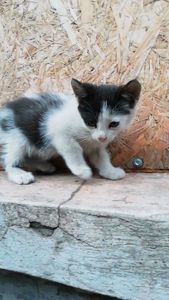 Кошенятко чорно біле