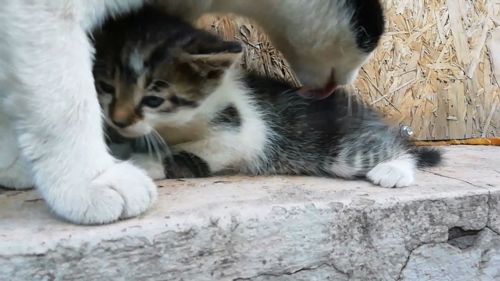 Кошенята чорно біле, сіреньке та сіреньке з білим