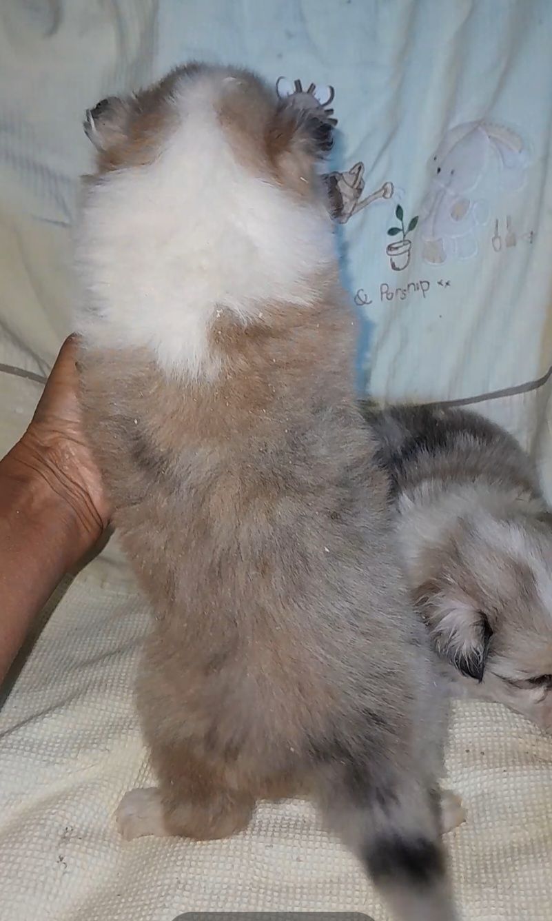 Колли мальчик и днвочка