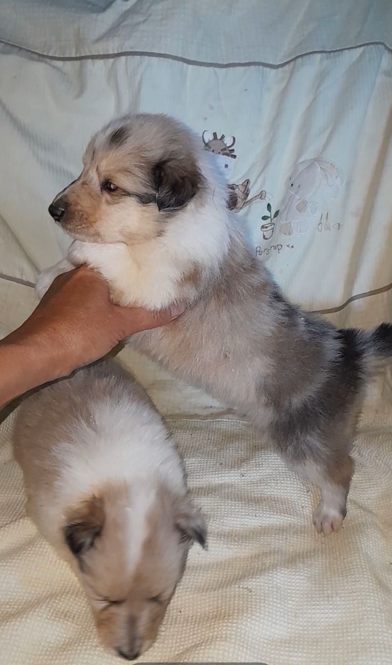 Колли мальчик и днвочка