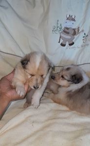 Колли мальчик и днвочка