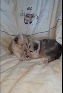 Колли мальчик и днвочка