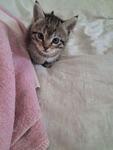 Кошенята в добрі руки