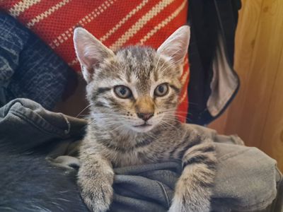 Кошенята в добрі руки
