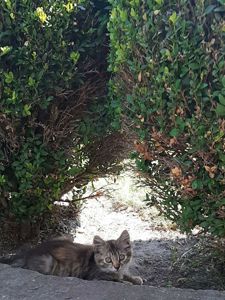 Дівчинка шукає дім: неймовірно грайлива малеча чекає на вас 🐾