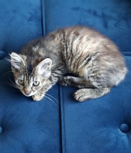 Дівчинка шукає дім: неймовірно грайлива малеча чекає на вас 🐾
