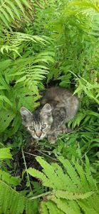 Дівчинка шукає дім: неймовірно грайлива малеча чекає на вас 🐾