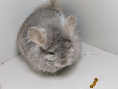 Ангорський бежевий самець носій сапфіру і фіолету