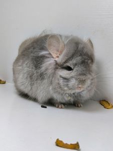 Ангорський бежевий самець носій сапфіру і фіолету